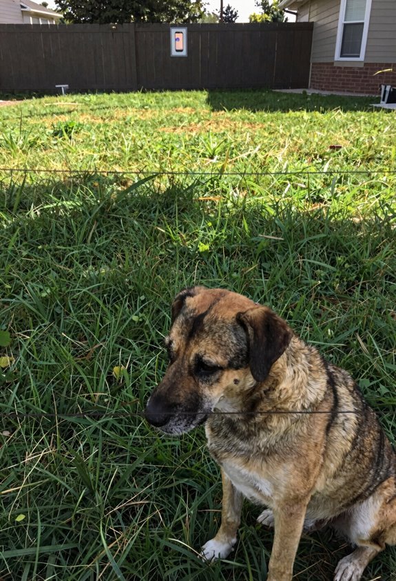 dog avoids yard after aversive boundary system