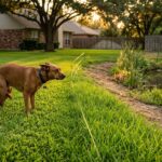 invisible fence harm to pets 10 signs